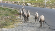 PICTURES/Mount Evans and The Highest Paved Road in N.A - Denver CO/t_Sheep8.JPG